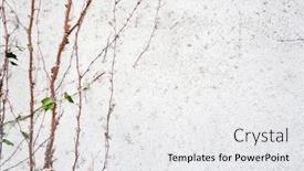  Presentation with plants growing - Amazing slides having white-wall-with-plants-growing backdrop and a white colored foreground