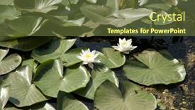  Presentation with water lilly - Presentation theme having white water lilly background and a tawny brown colored foreground