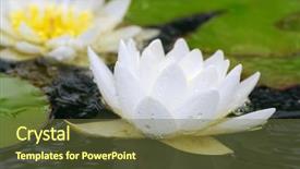  Presentation with water lily - PPT layouts consisting of white water lily bloom wet background and a tawny brown colored foreground