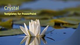  Presentation with water lily - Presentation design with white-water-lily-closeup background and a tawny brown colored foreground