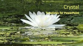  Presentation with water lily - Presentation theme consisting of white-water-lily-flower background and a tawny brown colored foreground