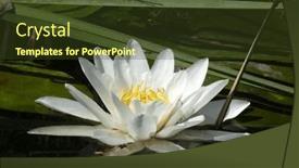  Presentation with water lily - Presentation design with white-water-lily-flower background and a tawny brown colored foreground