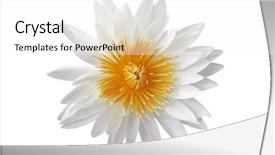  Presentation with water lily - Slides enhanced with white water lily isolated background and a white colored foreground