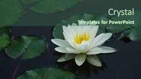  Presentation with water lily - Cool new PPT layouts with white-water-lily-with-leaves backdrop and a ocean colored foreground