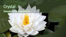  Presentation with water lily - PPT theme consisting of yellow stamens in full background and a tawny brown colored foreground