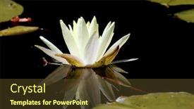  Presentation with water lily - Audience pleasing PPT theme consisting of white-water-lily backdrop and a tawny brown colored foreground