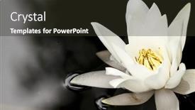  Presentation with water lily - 