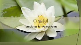  Presentation with water lily - 