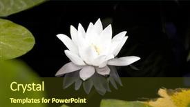  Presentation with water lily - Audience pleasing presentation consisting of white water lily backdrop and a tawny brown colored foreground