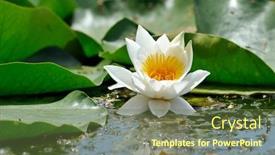  Presentation with water lily - Colorful PPT theme enhanced with nature swamp - white water lily backdrop and a tawny brown colored foreground