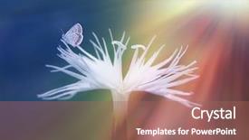  Presentation with sunshine flower - Cool new presentation theme with white wild flower and butterfly backdrop and a  colored foreground