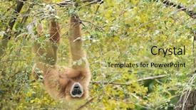  Presentation with gibbon - Cool new PPT theme with white wild handed gibbon hylobates backdrop and a yellow colored foreground