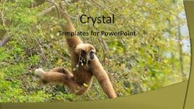  Presentation with gibbon - Amazing slide deck having white wild handed gibbon hylobates backdrop and a yellow colored foreground