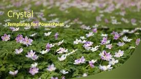  Presentation with springtime - PPT layouts enhanced with white-wildflower-anemones-blooming background and a tawny brown colored foreground