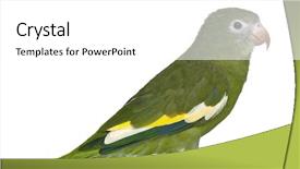  Presentation with white wine and red - Audience pleasing PPT layouts consisting of white-winged parakeet brotogeris versicolurus backdrop and a white colored foreground