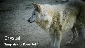  Presentation with wolf - Amazing slide set having white wolf resting in the sun beautiful coat backdrop and a dark gray colored foreground