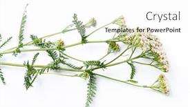  Presentation with white flowers - PPT layouts with white-yarrow-flowers-isolated background and a white colored foreground