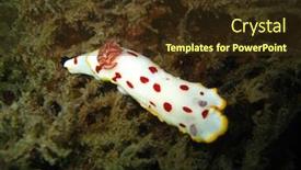  Presentation with yellow - Slide set enhanced with white-yellow-and-red-nudibranch background and a tawny brown colored foreground
