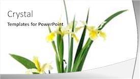  Presentation with iris - Presentation theme consisting of white yellow tall iris isolated on white background and a white colored foreground