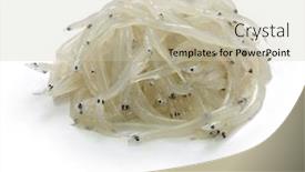  Presentation with seafood - Colorful presentation theme enhanced with whitebait-young-anchovy-young-sardine backdrop and a soft green colored foreground