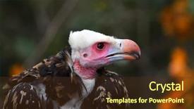  Presentation with portrait of a sleeping sloth - Presentation theme consisting of whiteheaded vulture portrait trigonoceps occipitalis background and a tawny brown colored foreground