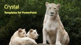  Presentation with mutation - Presentation featuring whitelion is a colour mutation background and a tawny brown colored foreground