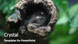  Presentation with frog - Beautiful PPT theme featuring white's tree frog also backdrop and a wine colored foreground