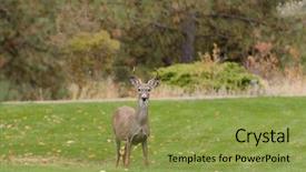  Presentation with buck - PPT layouts enhanced with whitetail buck on the lawn background and a yellow colored foreground