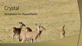  Presentation with whitetail deer - Theme enhanced with whitetail buck with deer herd background and a coral colored foreground