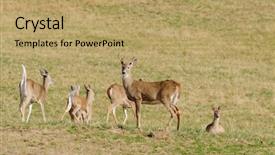  Presentation with whitetail deer - Presentation design consisting of whitetail buck with running deer background and a coral colored foreground
