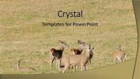  Presentation with farm - Cool new theme with whitetail bucks in a herd backdrop and a coral colored foreground