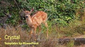  Presentation with whitetail deer - Amazing PPT layouts having whitetail deer - alert fawn keeping an eye backdrop and a tawny brown colored foreground