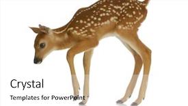  Presentation with whitetail deer - Slide deck featuring whitetail deer - fawn - white-tail fawn isolated background and a white colored foreground