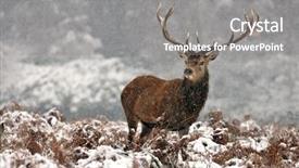  Presentation with whitetail deer - PPT layouts with whitetail deer - fawn in nature winter day background and a  colored foreground