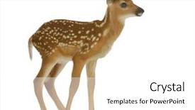  Presentation with brown sugar isolated on white - Colorful slide set enhanced with whitetail deer - fawn standing isolated on white backdrop and a white colored foreground