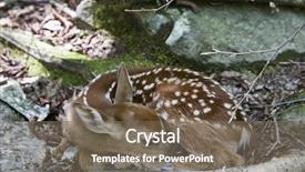  Presentation with whitetail deer - Beautiful PPT layouts featuring whitetail deer - spring brings new babies backdrop and a violet colored foreground