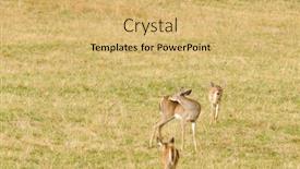  Presentation with whitetail deer - Slides enhanced with whitetail-deer-and-wild-turkey background and a yellow colored foreground