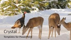  Presentation with whitetail deer - Amazing PPT layouts having whitetail deer and wild turkey backdrop and a coral colored foreground