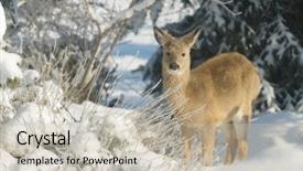  Presentation with whitetail deer - Cool new PPT theme with whitetail deer fawn backdrop and a soft green colored foreground