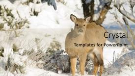  Presentation with whitetail deer - PPT layouts consisting of whitetail deer fawn background and a  colored foreground