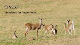  Presentation with whitetail deer - Colorful slide deck enhanced with whitetail deer herd backdrop and a  colored foreground