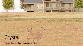  Presentation with whitetail deer - PPT theme enhanced with whitetail deer living around humans background and a  colored foreground