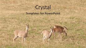  Presentation with whitetail deer - Audience pleasing PPT theme consisting of whitetail deer odocoileus virginianus backdrop and a coral colored foreground
