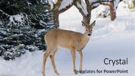  Presentation with whitetail deer - Colorful PPT theme enhanced with whitetail deer odocoilus virginianus backdrop and a lemonade colored foreground