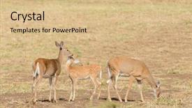  Presentation with whitetail deer - PPT theme enhanced with whitetail deer odocoilus virginianus background and a coral colored foreground