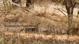  Presentation with whitetail deer - Cool new PPT theme with whitetail deer resting backdrop and a coral colored foreground