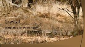  Presentation with whitetail deer - Audience pleasing theme consisting of whitetail deer resting backdrop and a coral colored foreground