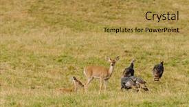  Presentation with whitetail deer - Audience pleasing slides consisting of whitetail deer and wild turkey' backdrop and a gold colored foreground