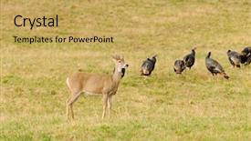  Presentation with whitetail deer - PPT layouts consisting of whitetail deer and wild turkey' background and a  colored foreground