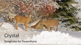  Presentation with spanish food and wine - PPT layouts consisting of whitetail doe foraging for food background and a  colored foreground